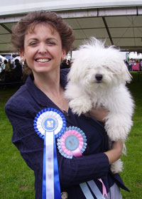 Bolognese dog picture